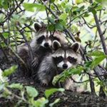 Two raccoons stand near each other on a thick tree branch