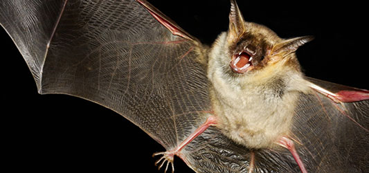 A bat flies and uses echolocation against a black background