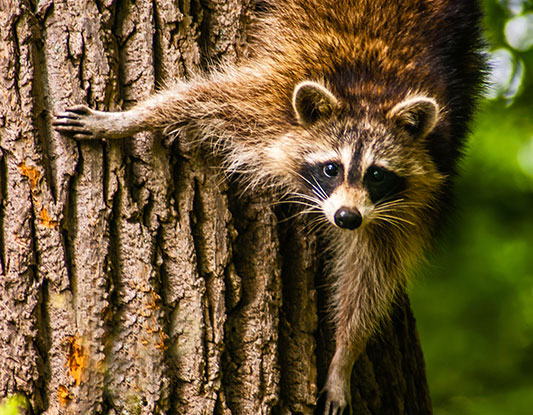 A raccoon climbs down a tree trunk and looks at the camera