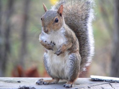 Squirrels - Second Litters & Ohio Resident Concerns: A squirrel stands upright on a Columbus, Ohio homeowner's property.