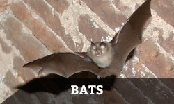 A bat flying against a brick wall background with the word "bats" layered overtop