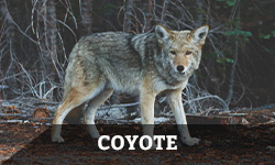 A coyote looks around alertly near a forest with the word "coyote" layered overtop