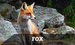 A fox sits near large stones and looks into the distance with the word "fox" layered overtop