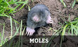 A mole crawls out from a hole in the ground with the word "moles" layered overtop
