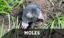 moles
