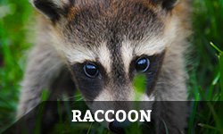 A raccoon looks at you while walking in the grass with the word "raccoon" layered overtop