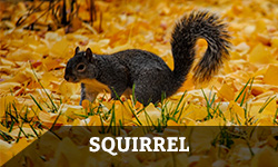 A squirrel crouches in a pile of dead, orange leaves with the word "squirrel" layered overtop