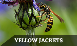 A yellow jacket crawls on a plant with the words "yellow jackets" layered overtop