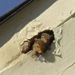 Two squirrels peer out from a small hole in a wall