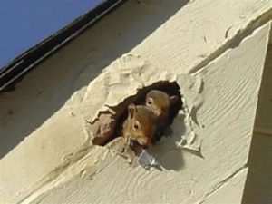 squirrels peer out from a hole in the wall