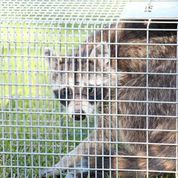 A trapped raccoon in a cage looks worriedly at the camera