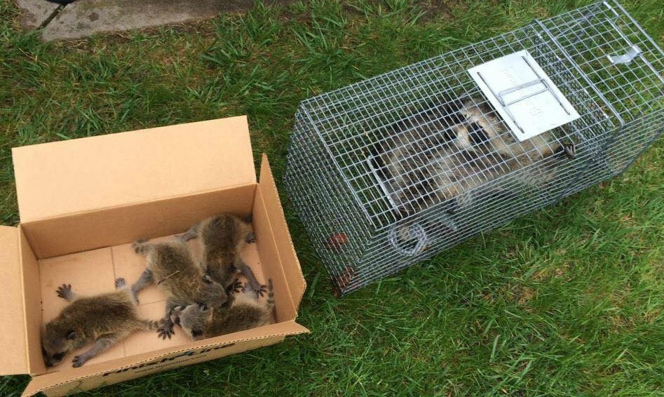 Ohio Raccoon Breeding Season blog post: A mother raccoon with babies are trapped by a Buckeye Wildlife Solutions removal specialist.