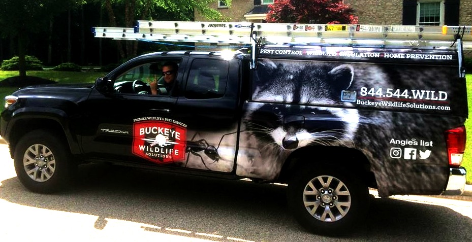 A Buckeye Wildlife Solutions van with a graphic of an ant and a raccoon on the side.