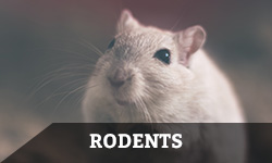 A mouse looks upward with the word "rodents" layered overtop