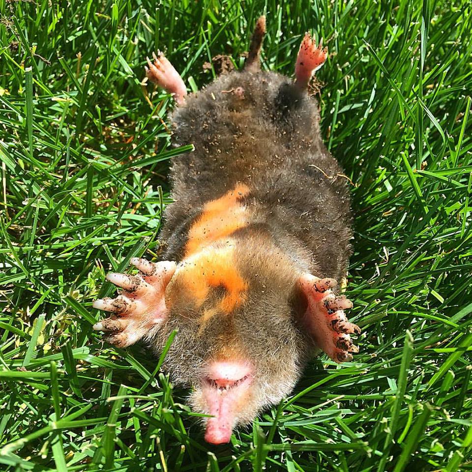 A dead mole in a yard