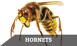 A hornet against a white background with the word "hornets" layered overtop