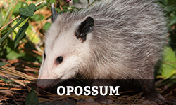 An opossum searches for food in the grass with the word "opossum" layered overtop