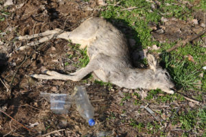 A dead deer on the ground