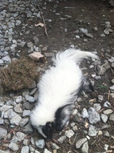 skunk-in-rocks