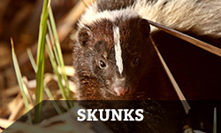A skunk standing in the grass with the word "skunks" layered overtop