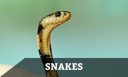 A brown, spotted snake looks around alertly with the word "snakes" layered overtop