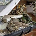 Birds feed and make a nest inside of a gutter