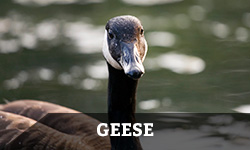 A goose looks ahead with a lake in the background with the word "geese" layered overtop