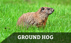 A ground hog walks through the grass with the words "ground hog" layered overtop