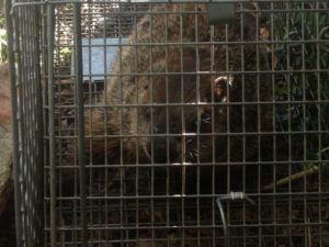 Groundhog Removal Columbus Ohio