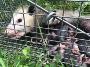 Opossum in a cage