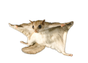 Flying Squirrel spread out against a white background