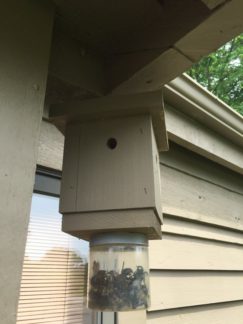 Carpenter Bees Spring Removal & Pest Control - Columbus, OH: A carpenter bee trap.