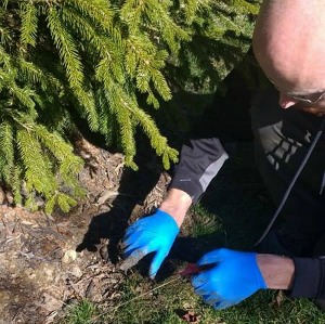 High Infestation Rates Of Yard Moles - Columbus, OH: A Buckeye Wildlife Solutions Removal Specialist points to a trapped mole.