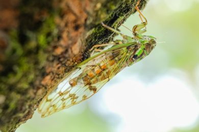 Cicada Swarms Cause Spike in Mole Activity - Columbus, OH: A cicada on a tree branch in Central Ohio.