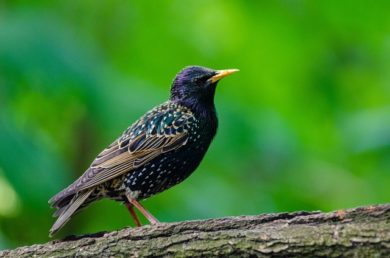 European Starling & Bird Control Services - Columbus, Ohio: A European Starling bird on a Central Ohio property.