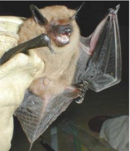 A Big Brown Bat in a Columbus, Ohio Home.