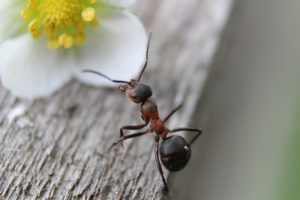 An ant crawls overtop a wooden table