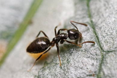 Odorous House Ants & Pest Removal - Columbus, Ohio: A house ant crawls on the floor.