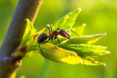 Insect Removal & Pest Control Services - Columbus, Ohio: An black ant crawls over a plant leaf