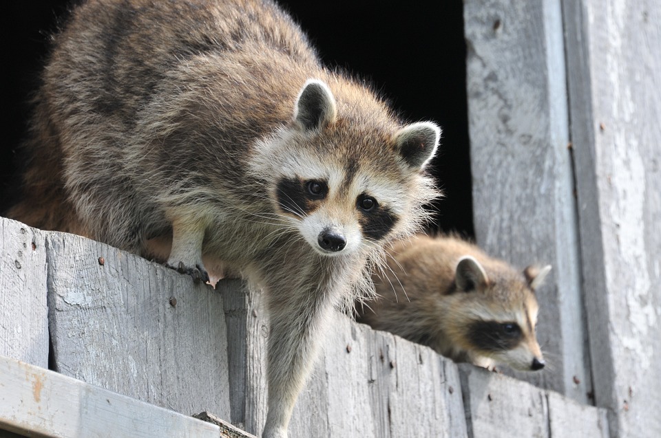 Racoon In the Attic - Columbus, Ohio