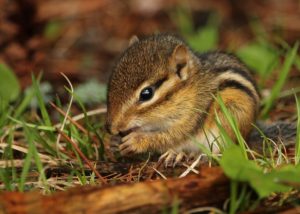 A chipmunk feeds during the day