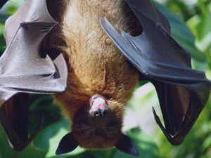 A bat perched upside down against a leafy background