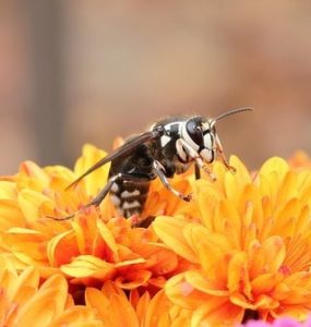 Bald-Faced Hornets & Pest Removal - Columbus, OH: A bald-faced hornet flies near orange flowers.