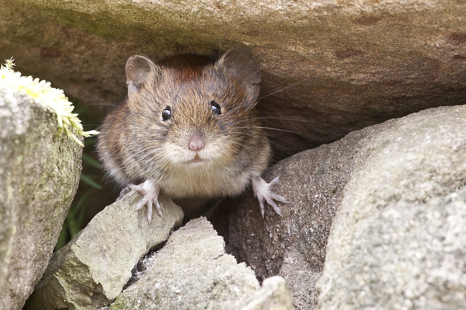 Rodent Control & Wildlife Removal Services - Columbus, OH: A mouse looks out through a pile of rocks.