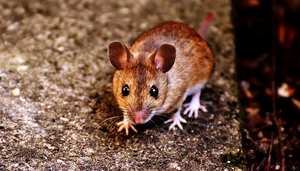 Rodent Removal & Pest Control Services - Columbus, OH: A mouse on a Columbus, OH property.