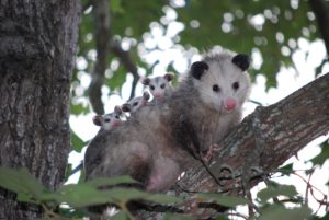 A family of opossums rest on a tree branch