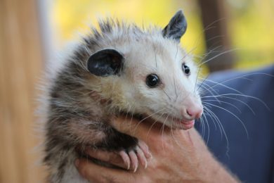 Opossum Removal & Animal Control Services - Columbus, OH: An opossum caught by a Buckeye Wildlife Solutions expert in Central Ohio.