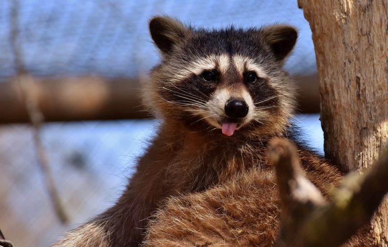 Raccoon Removal & Animal Control Services - Columbus, OH - Buckeye