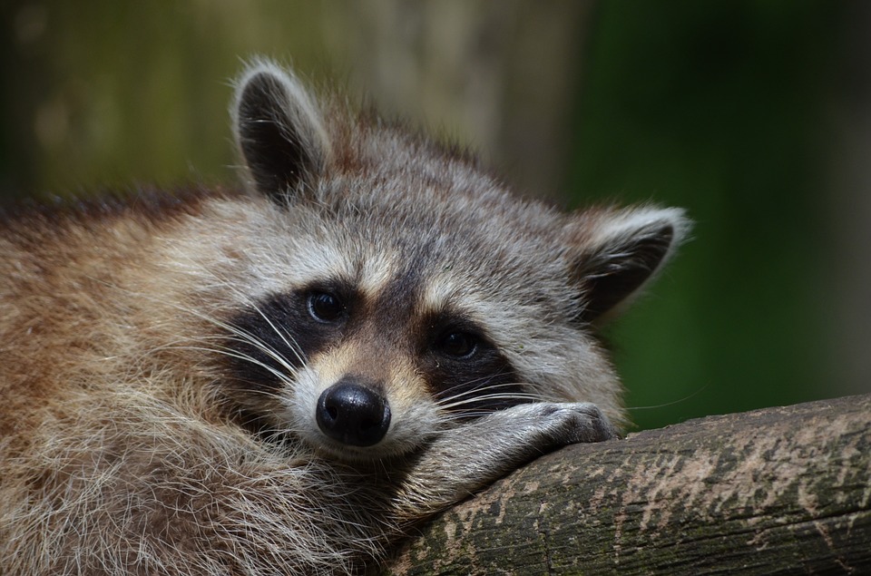 Raccoon Removal & Animal Control Services - Columbus, Ohio: A raccoon lays on a tree branch on a Columbus, OH property.