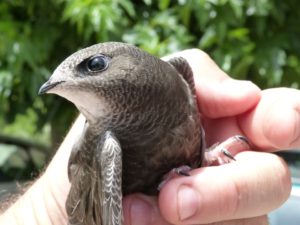 A chimney swift held in a man's left hand